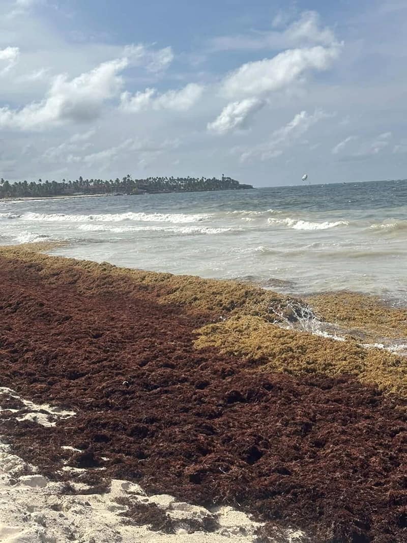 Sargassum