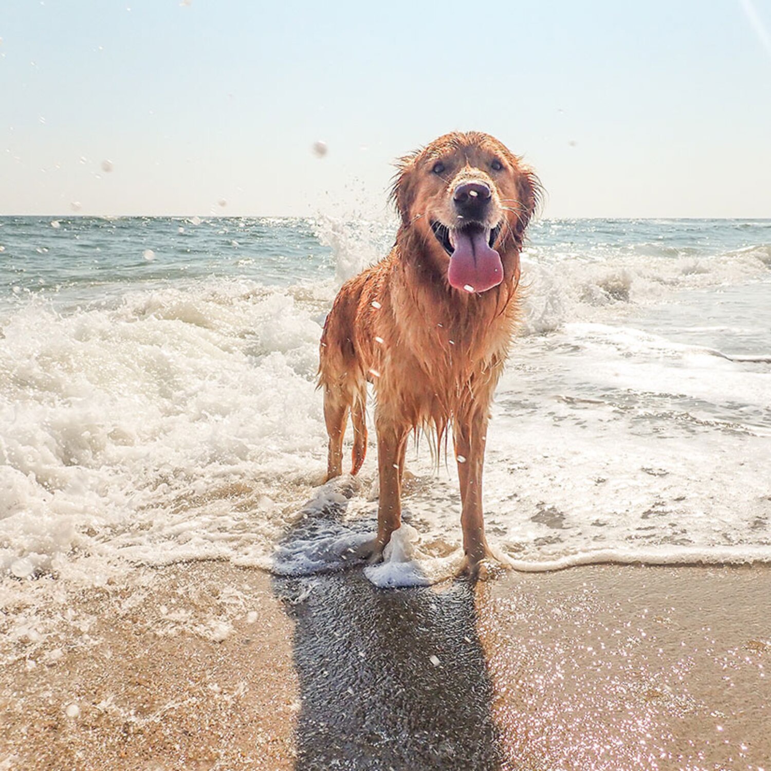 7 plages où les chiens sont acceptés Coup de Pouce