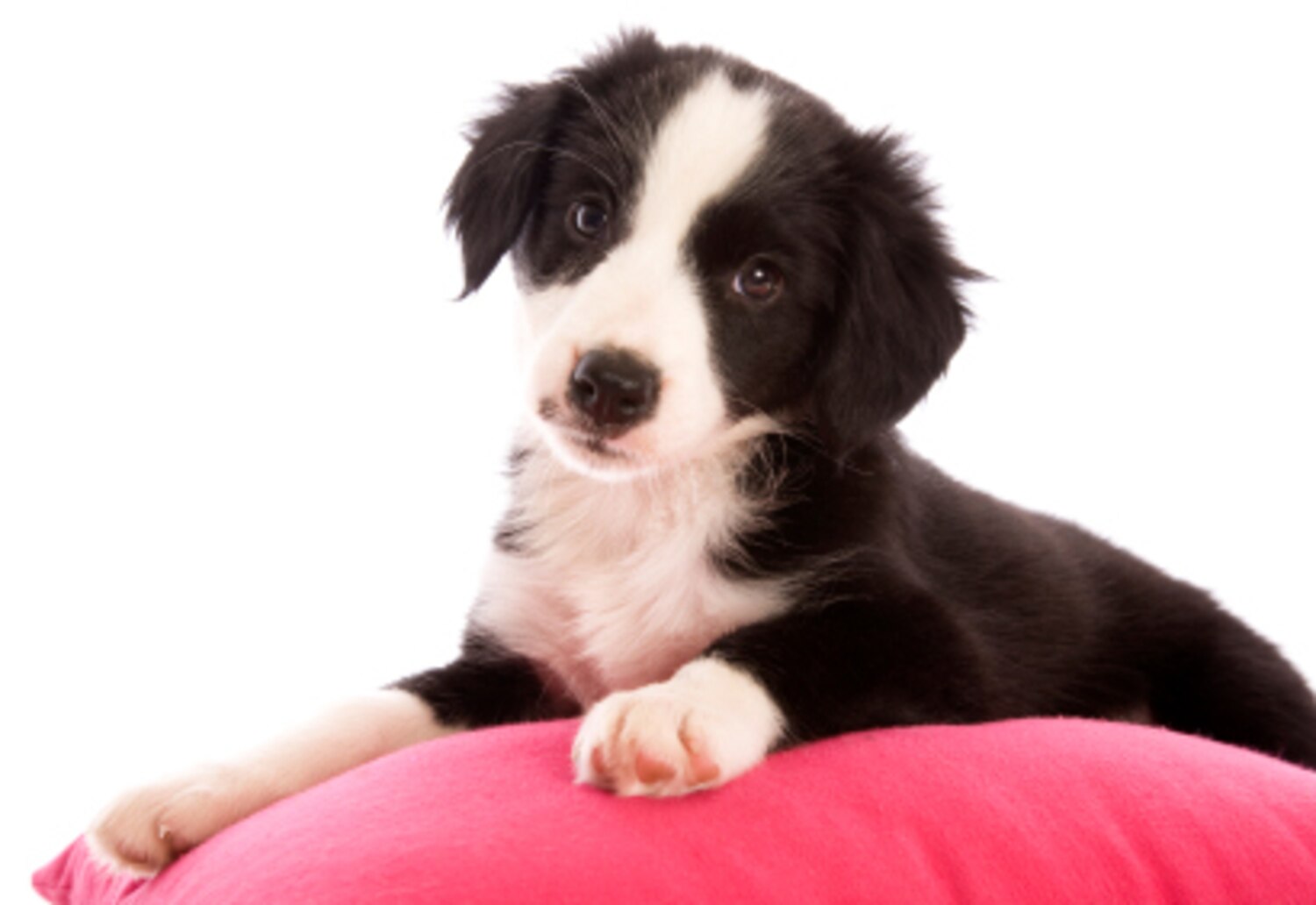 Au secours, mon chien mange les coussins! Coup de Pouce