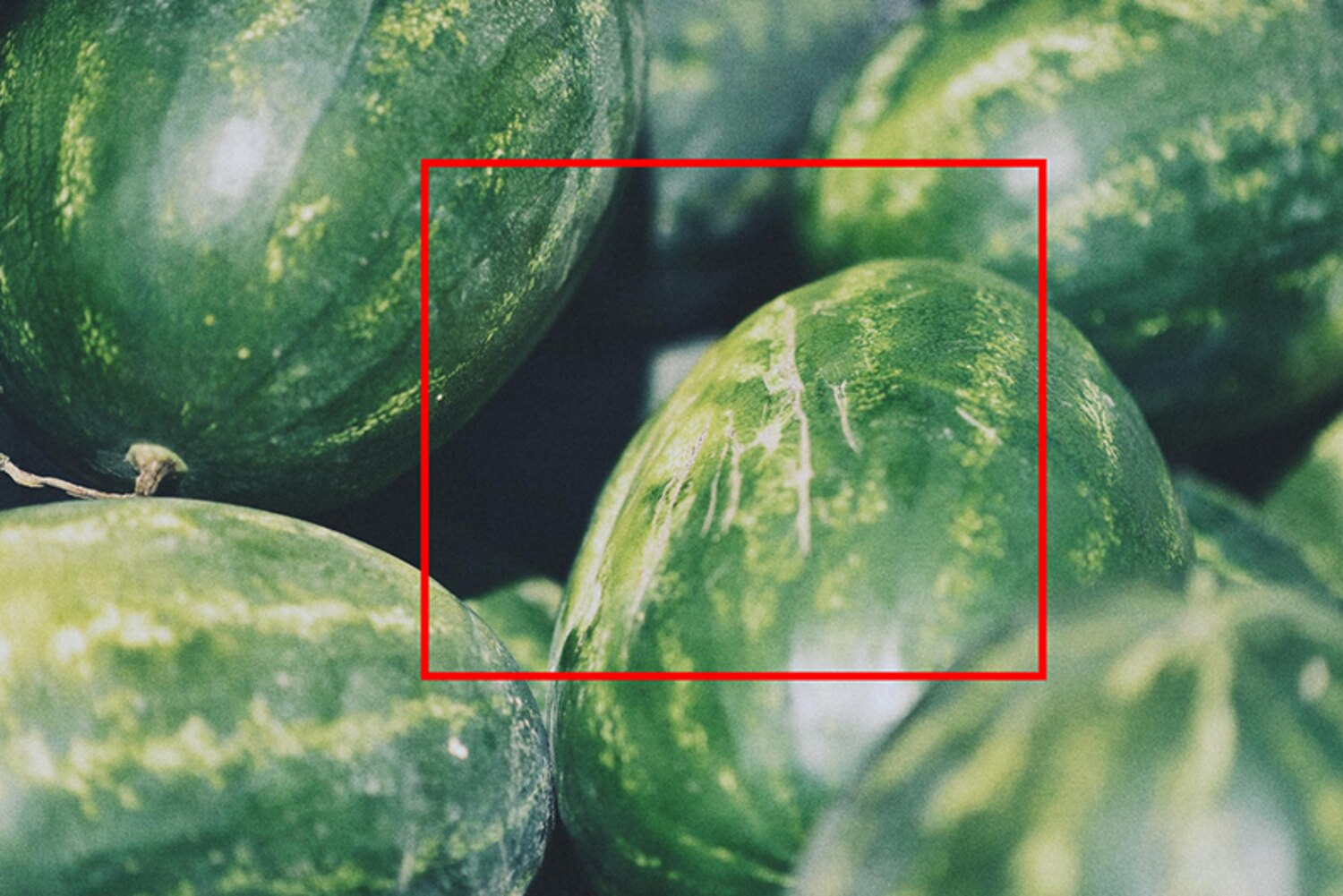 Comment bien choisir son melon d’eau à l’épicerie à tous les coups