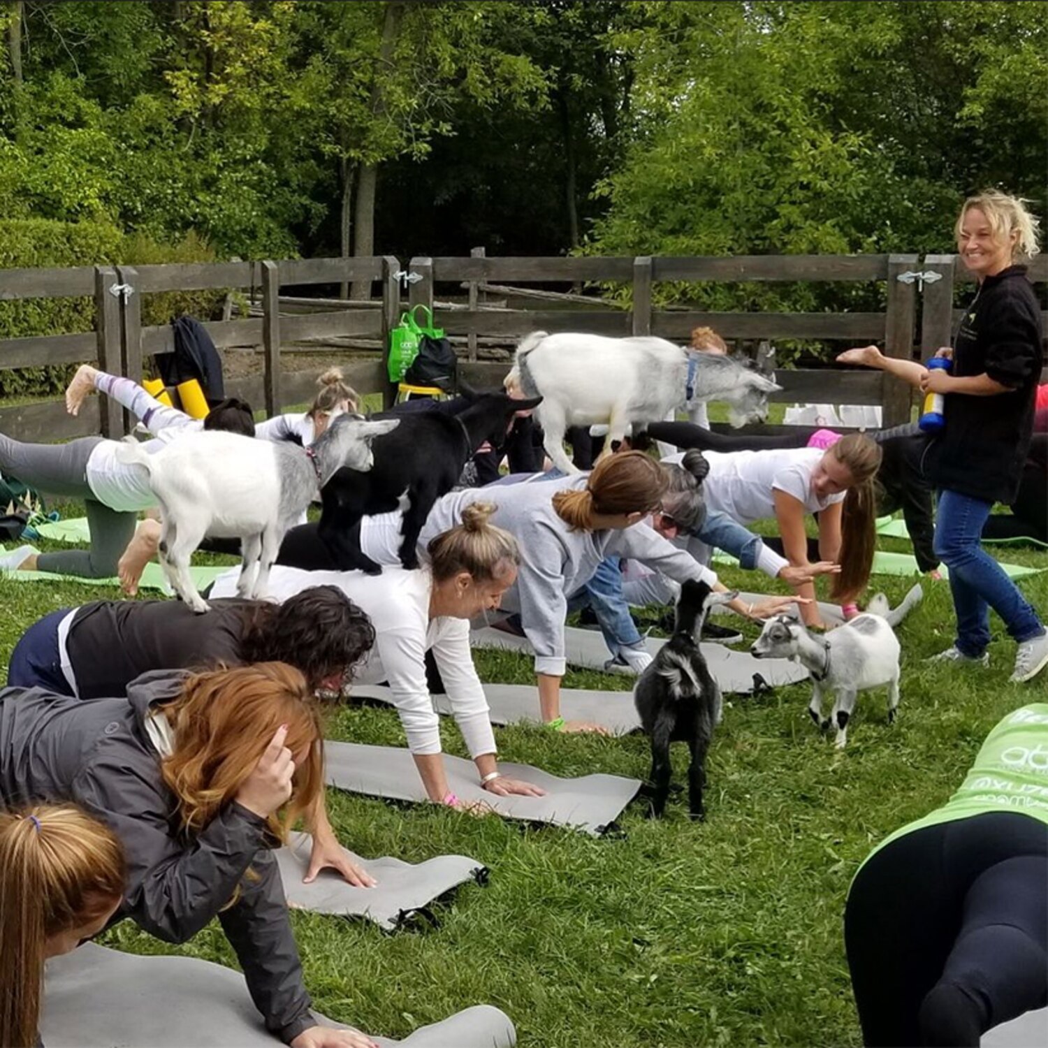 Sorties de filles Des cours de yoga avec des chèvres dans une ferme à