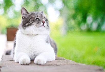 Y A T Il Des Chats Hypoallergeniques Coup De Pouce