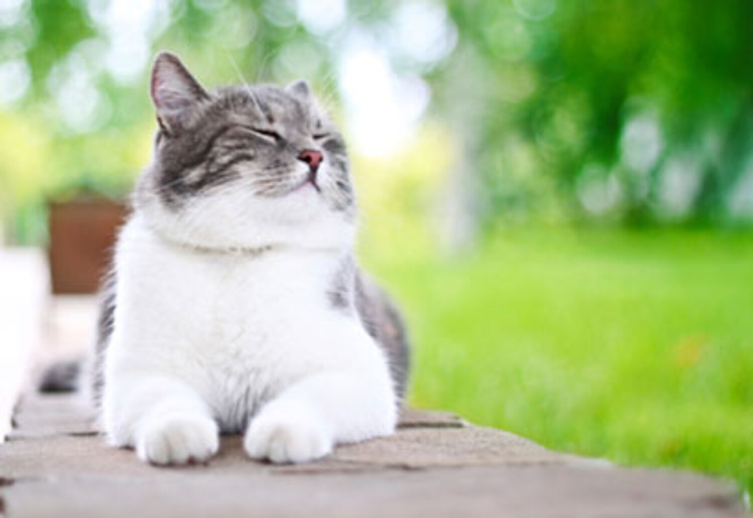 Yatil des chats hypoallergéniques? Coup de Pouce