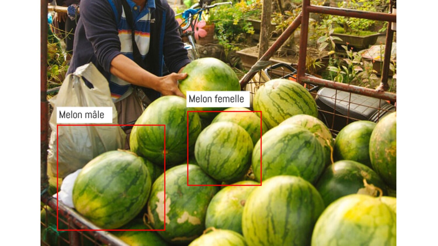 Comment bien choisir son melon d’eau à l’épicerie à tous les coups ...