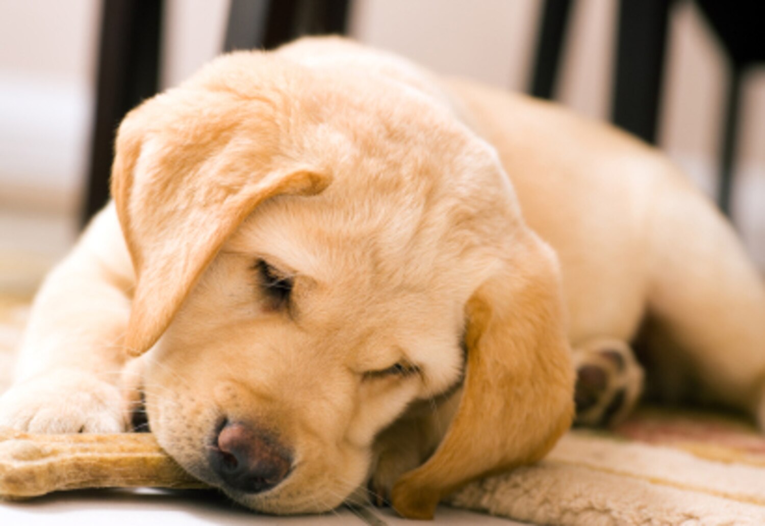 Adopter un chien de façon responsable Coup de Pouce