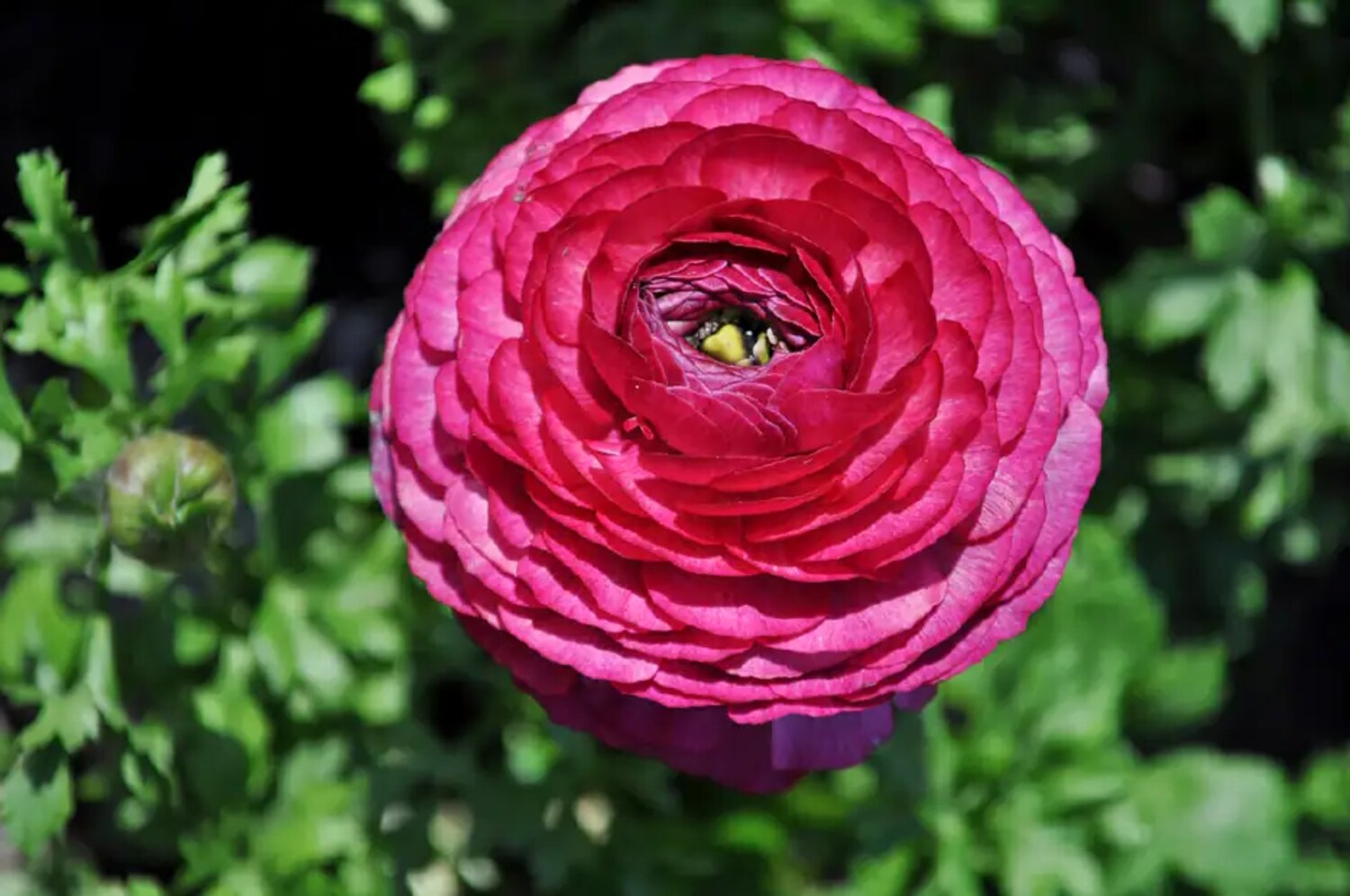 4 Early spring flower planting guide Canadian Living