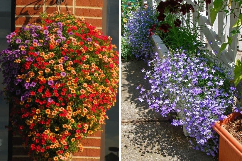 7 Cascading Flowers For Window Boxes and Hanging Baskets | Canadian Living