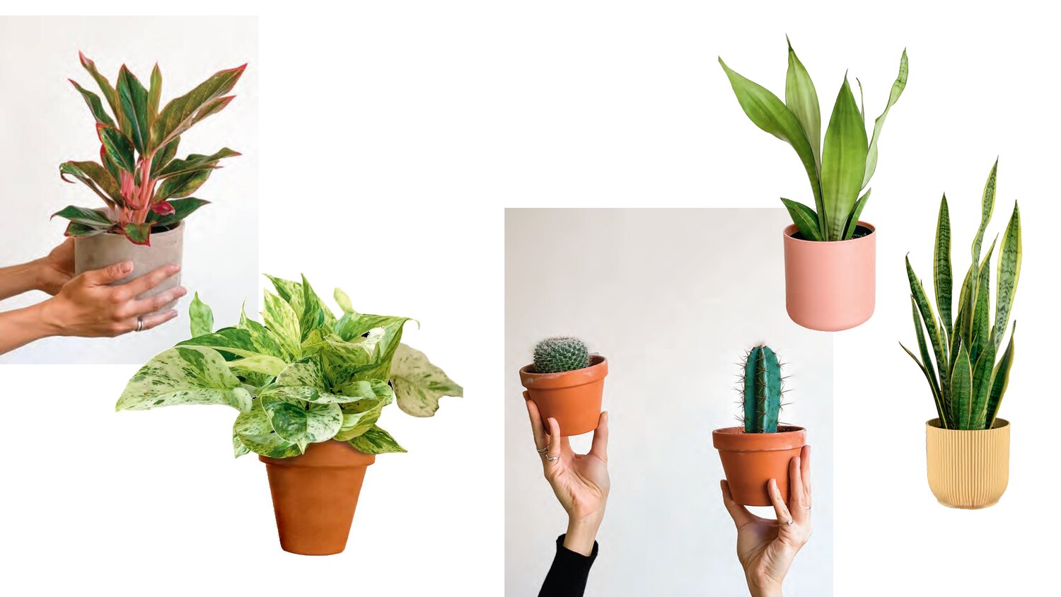 11 EasyCare Houseplants Canadian Living