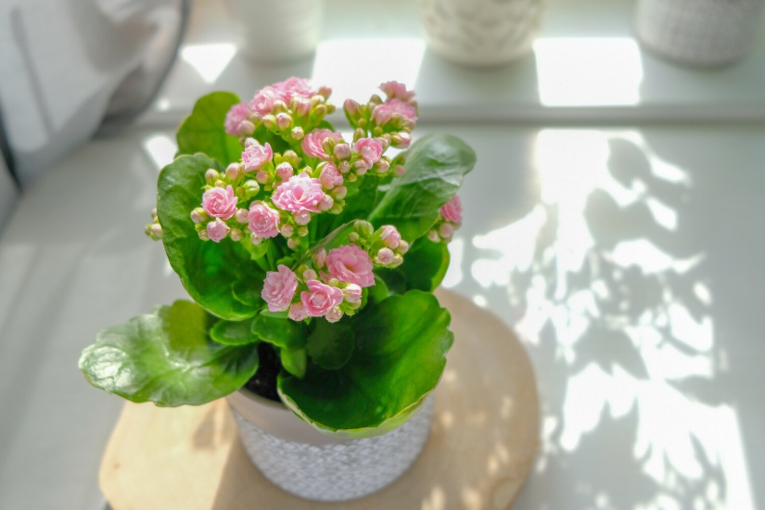 9 Flowering Houseplants To Brighten Up Your Winter | Canadian Living