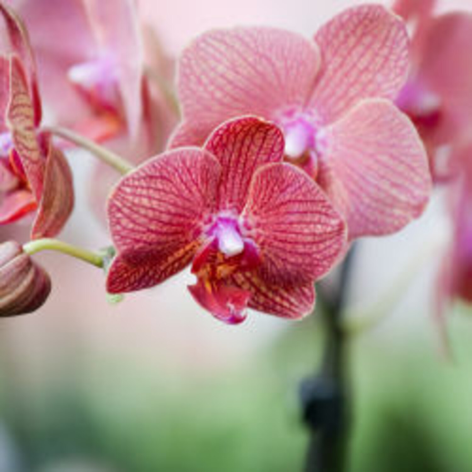 Orchids for beginners buying and growing tips Canadian Living