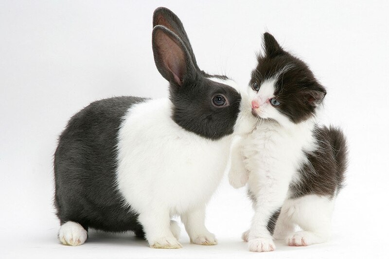 The Ultimate Guide to Pets Canadian Living