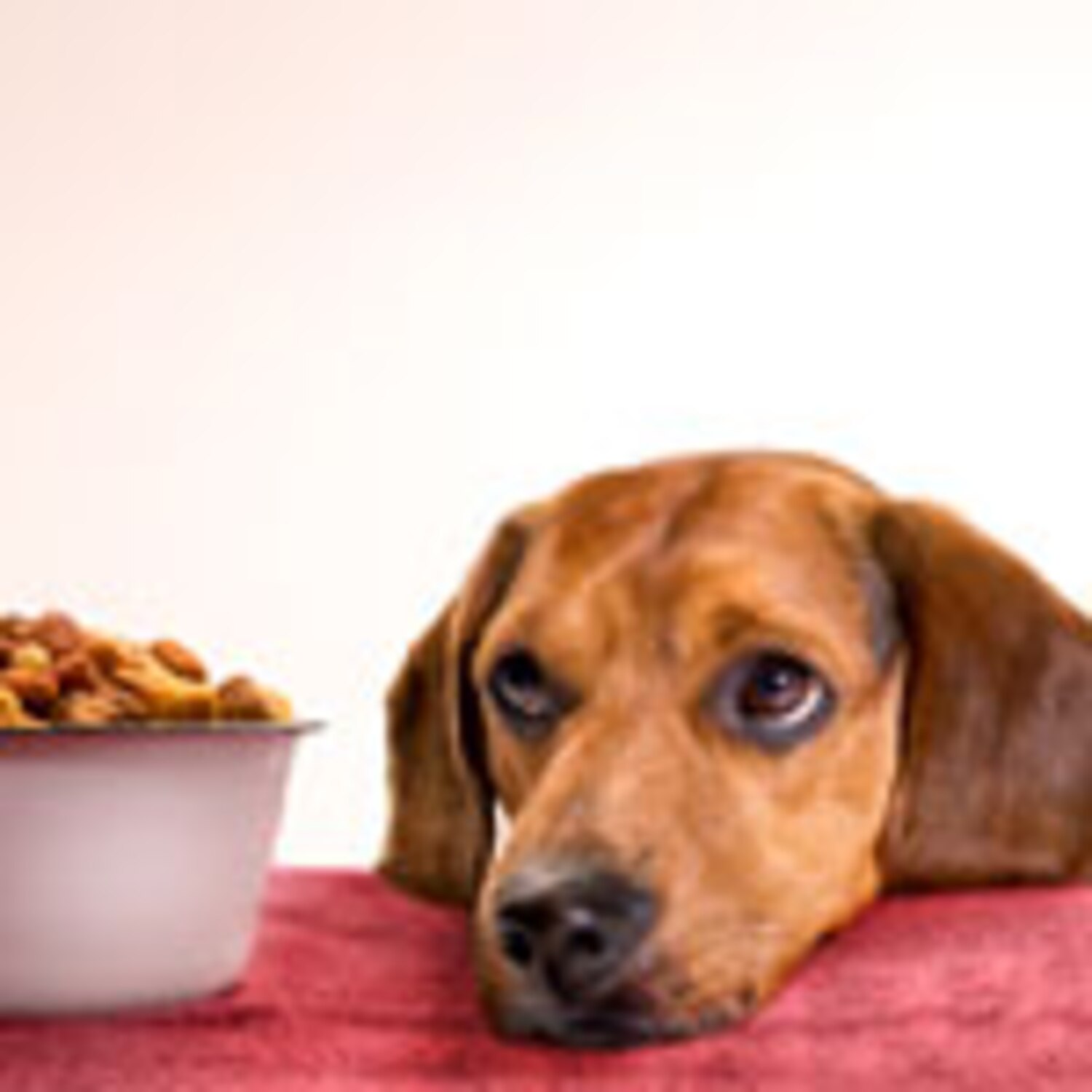 Making your own pet food Canadian Living