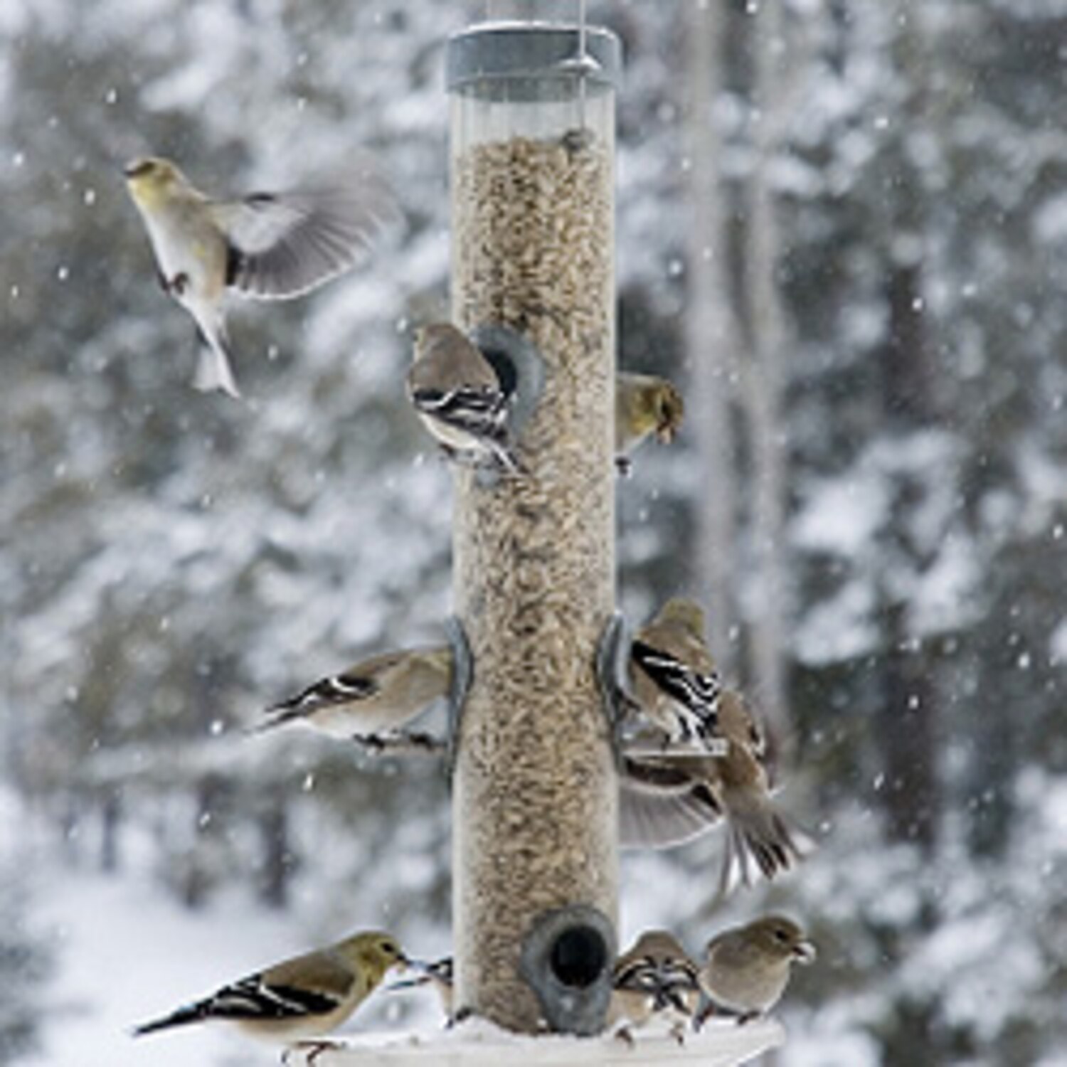 How to attract birds to your garden in the winter | Canadian Living