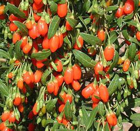 cropped-goji-berry1