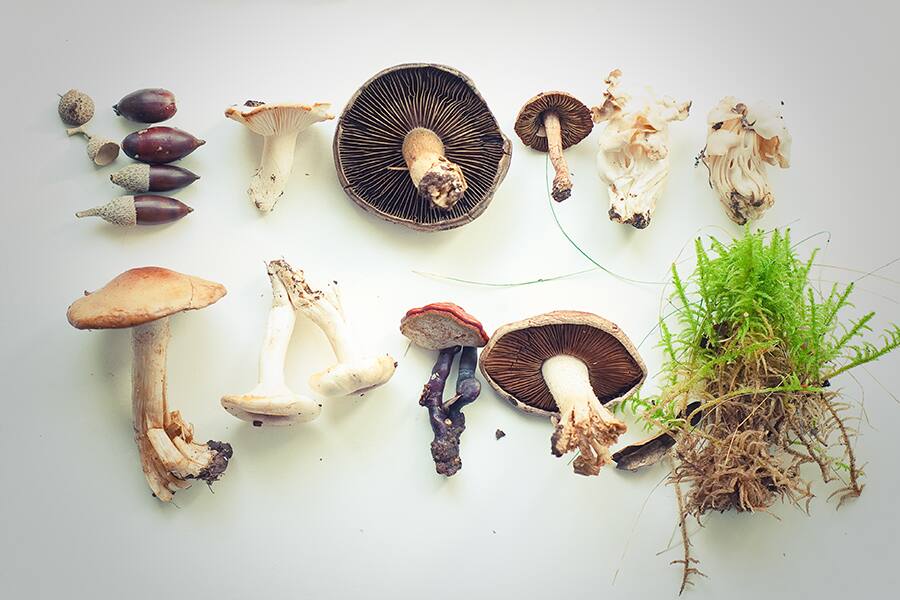 Five health benefits of mushrooms Canadian Living