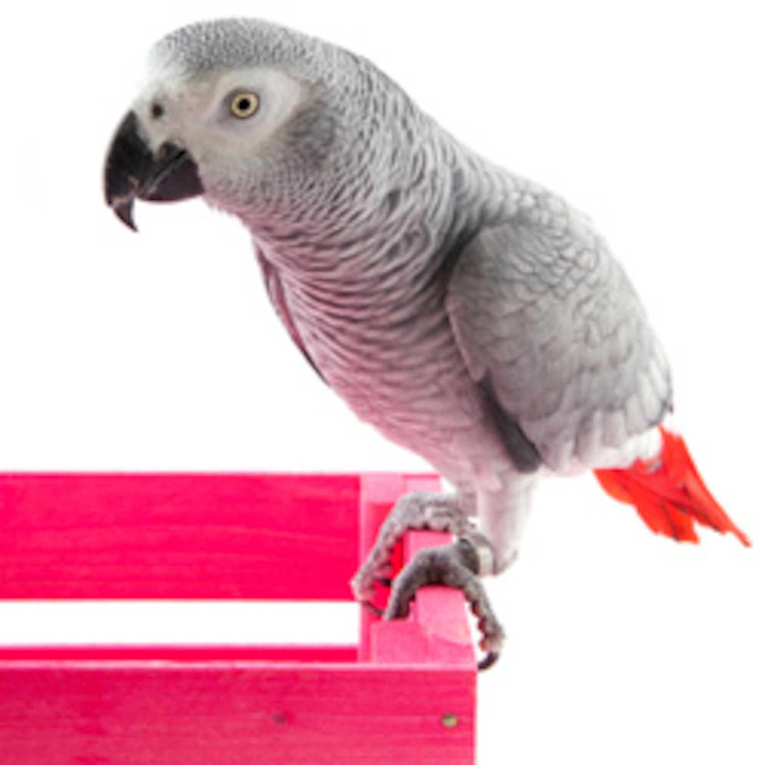 top-5-smartest-pet-birds-canadian-living