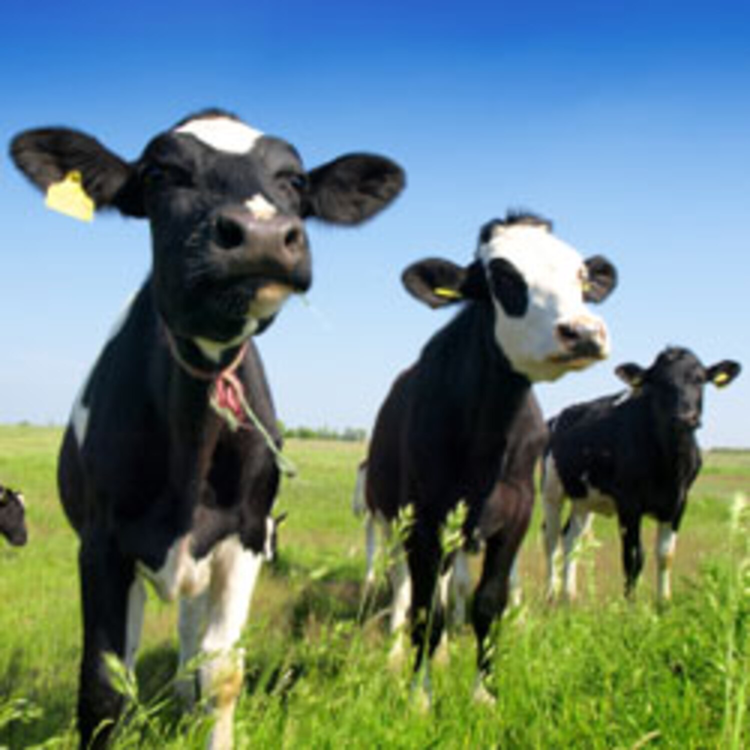 Which type of manure is best for your garden? Canadian Living