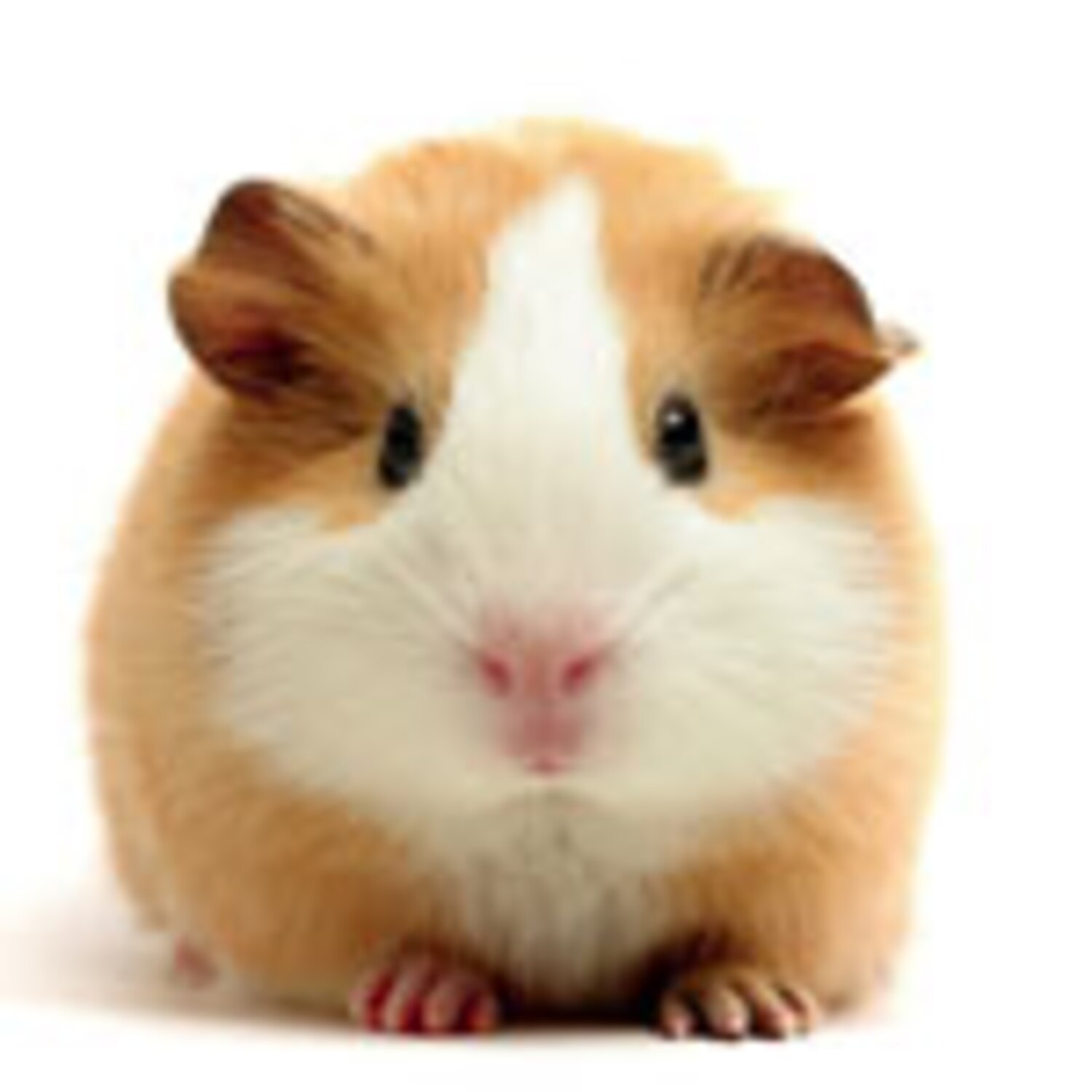Ask a vet Is it safe for guinea pigs to eat grass? Canadian Living