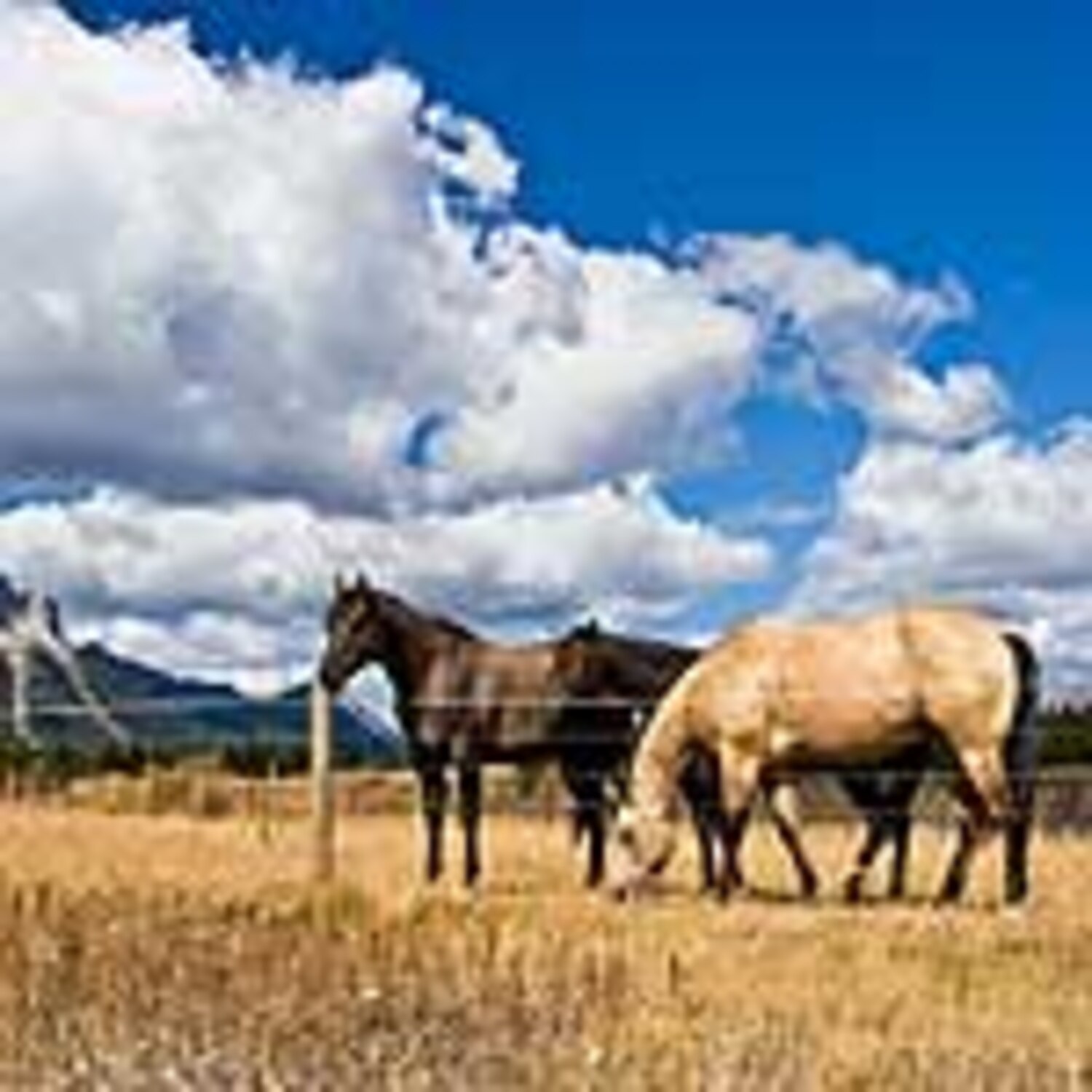 Ranching in Alberta's Cowboy Trail Canadian Living