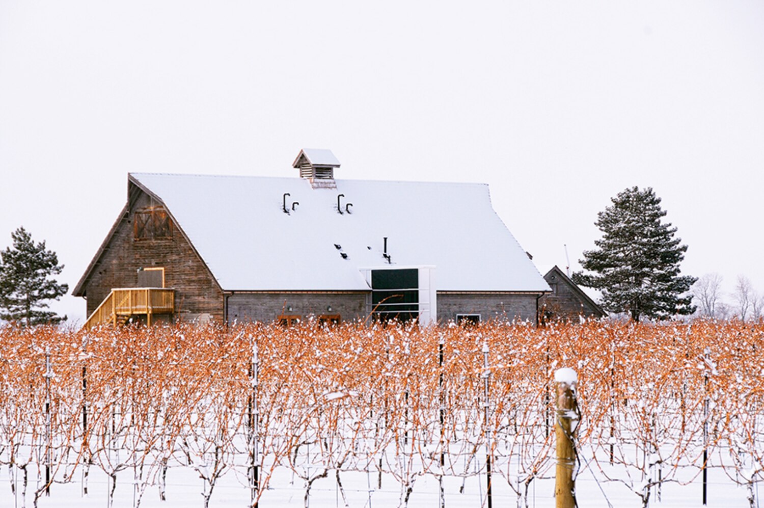 Canadian Icewine Winter winner Canadian Living