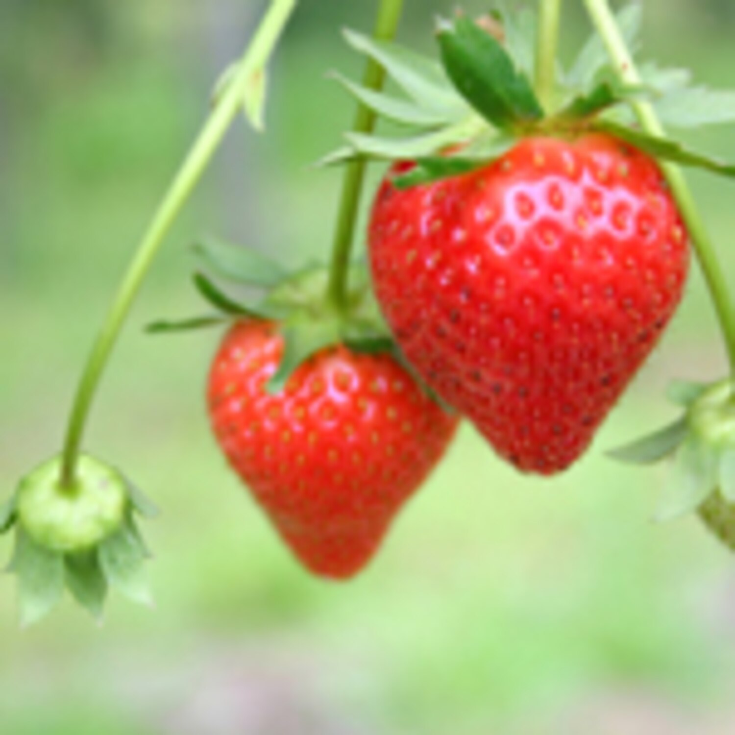 Grow your own strawberries Canadian Living