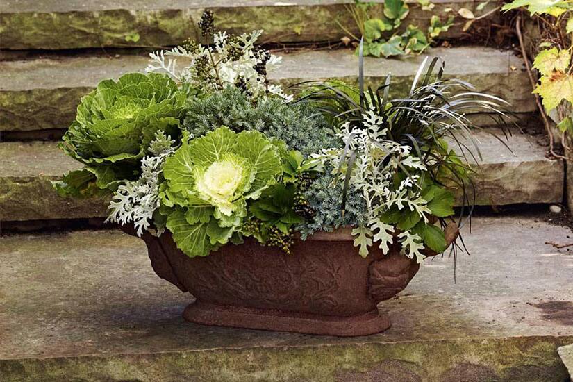 Easy fall planter with dusty miller | Canadian Living