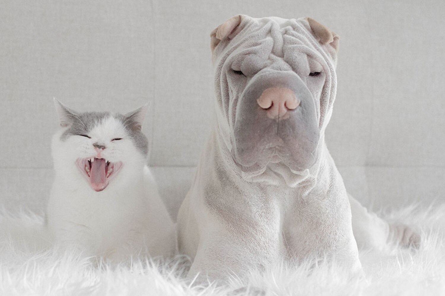 How to fly with pets Tips for taking cats and dogs on airplanes