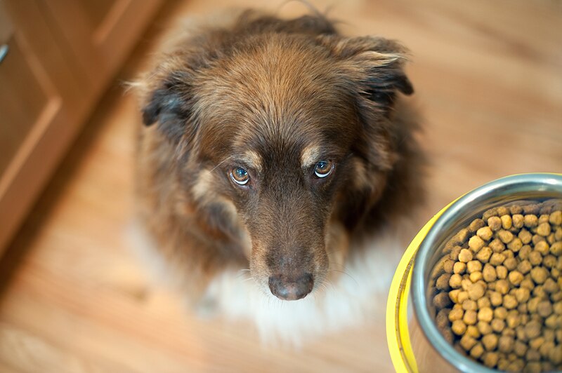 How to reduce your dog's anxiety | Canadian Living - How To Reduce Anxiety In Dogs While Eating