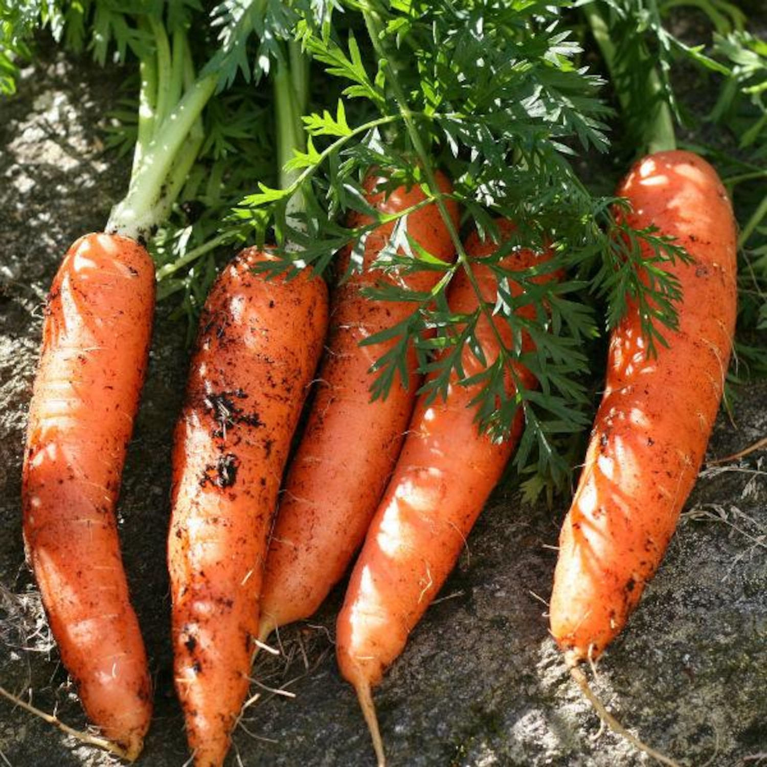 7 healthy root vegetables and how to cook them Canadian Living