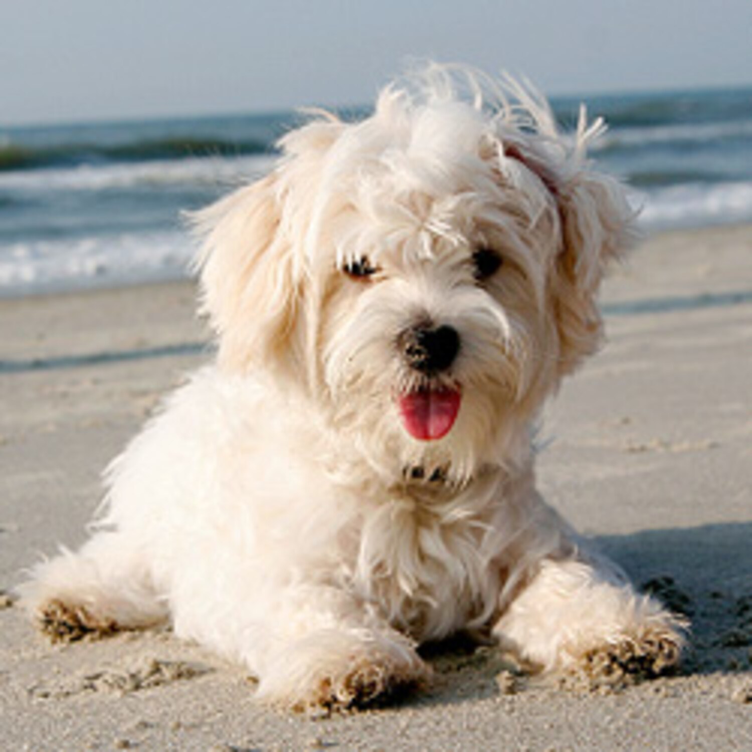 10 tips for travelling with your dog Canadian Living