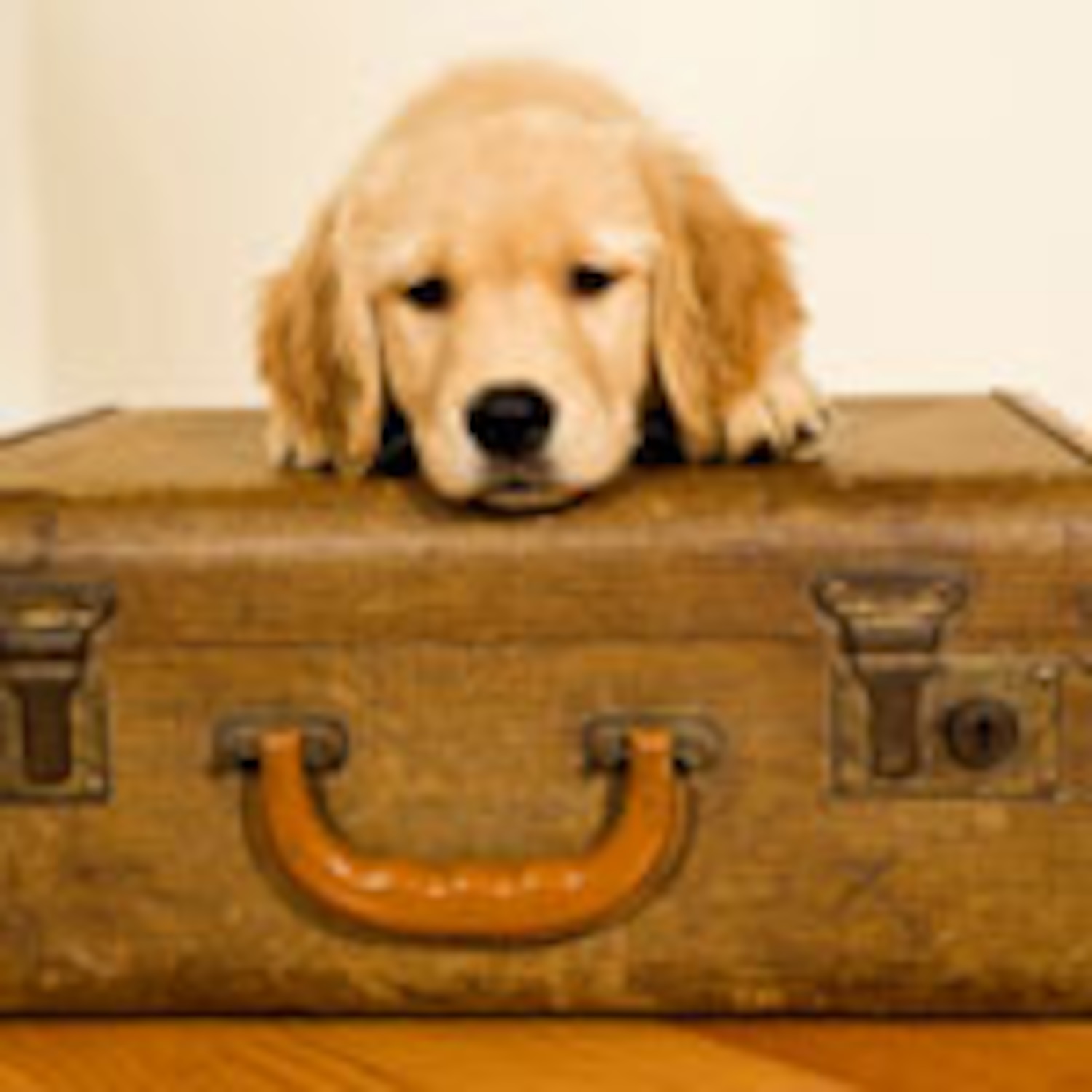 Pet travel Expert tips for travelling with your pet with ease