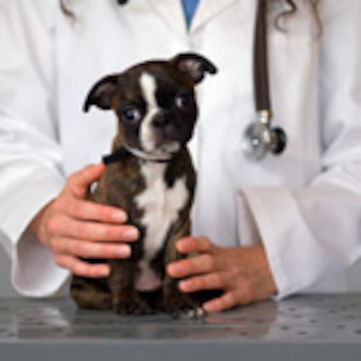 Pet care Our best ever pet care advice Canadian Living