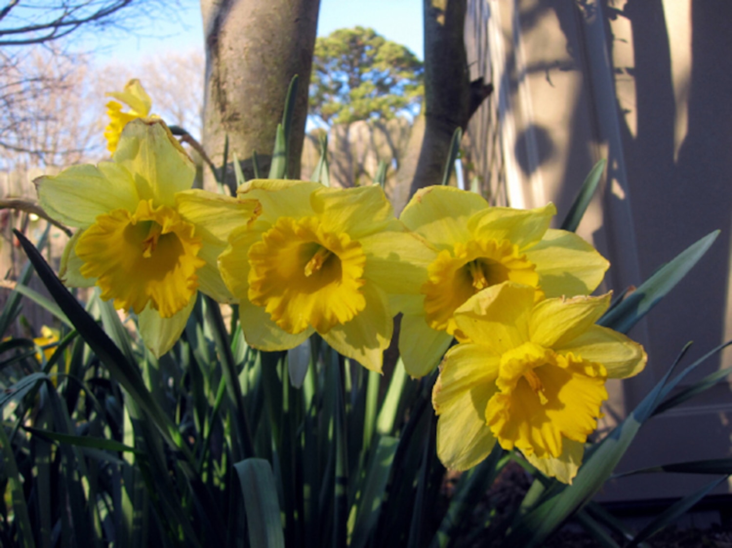 5 tips for cut daffodil flower arrangements Canadian Living