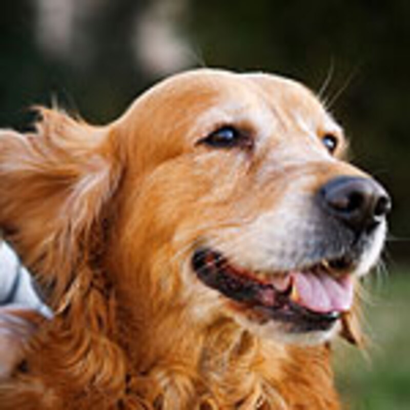 The Ultimate Guide to Pets Canadian Living