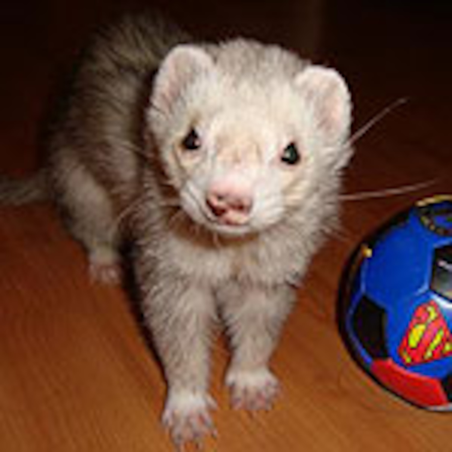 Ask a vet How to care for a baby ferret Canadian Living