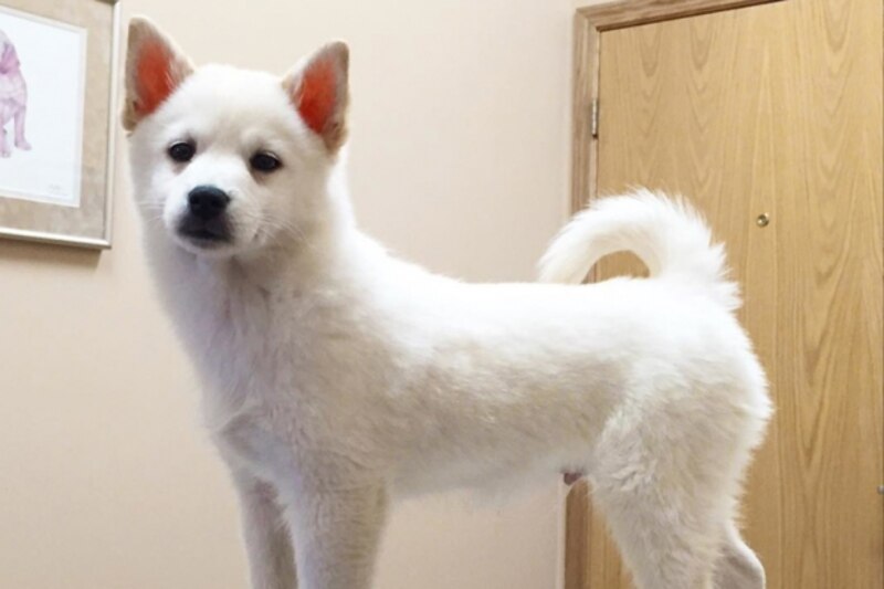 The Ultimate Guide to Pets Canadian Living