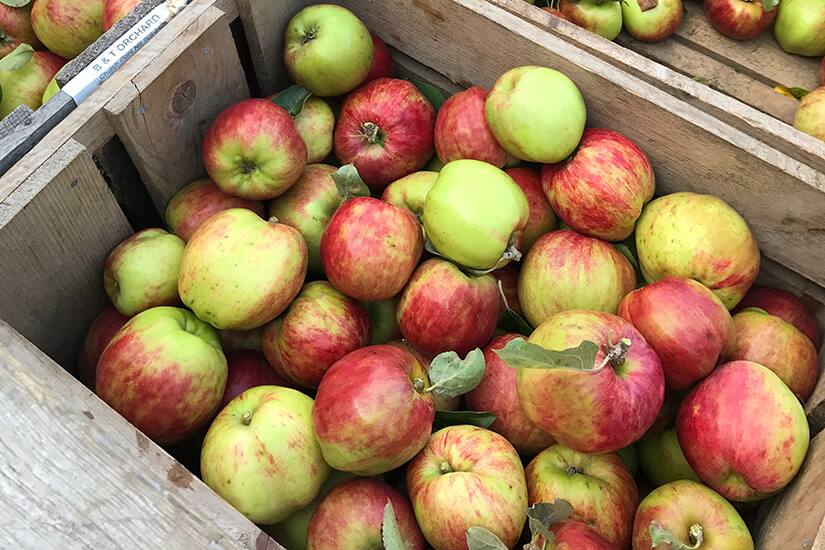 The apples you should be shopping for this fall Canadian Living