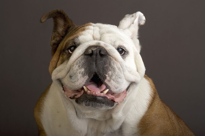 The Ultimate Guide to Pets Canadian Living