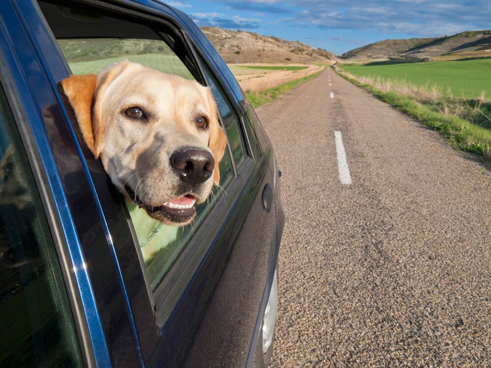How to travel with your pet Canadian Living