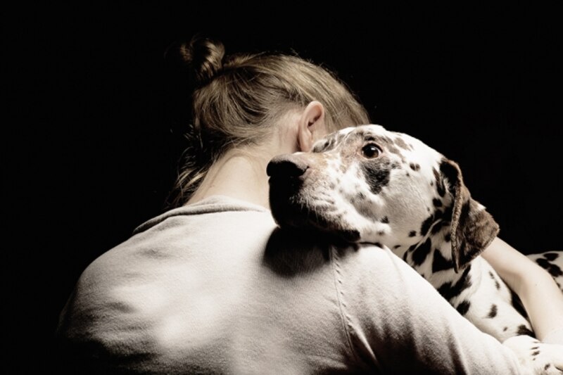 How to cross the border with your dog or cat Canadian Living