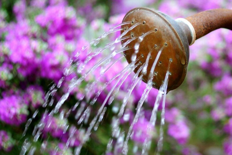 The Ultimate Guide to Gardening for Beginners Canadian Living