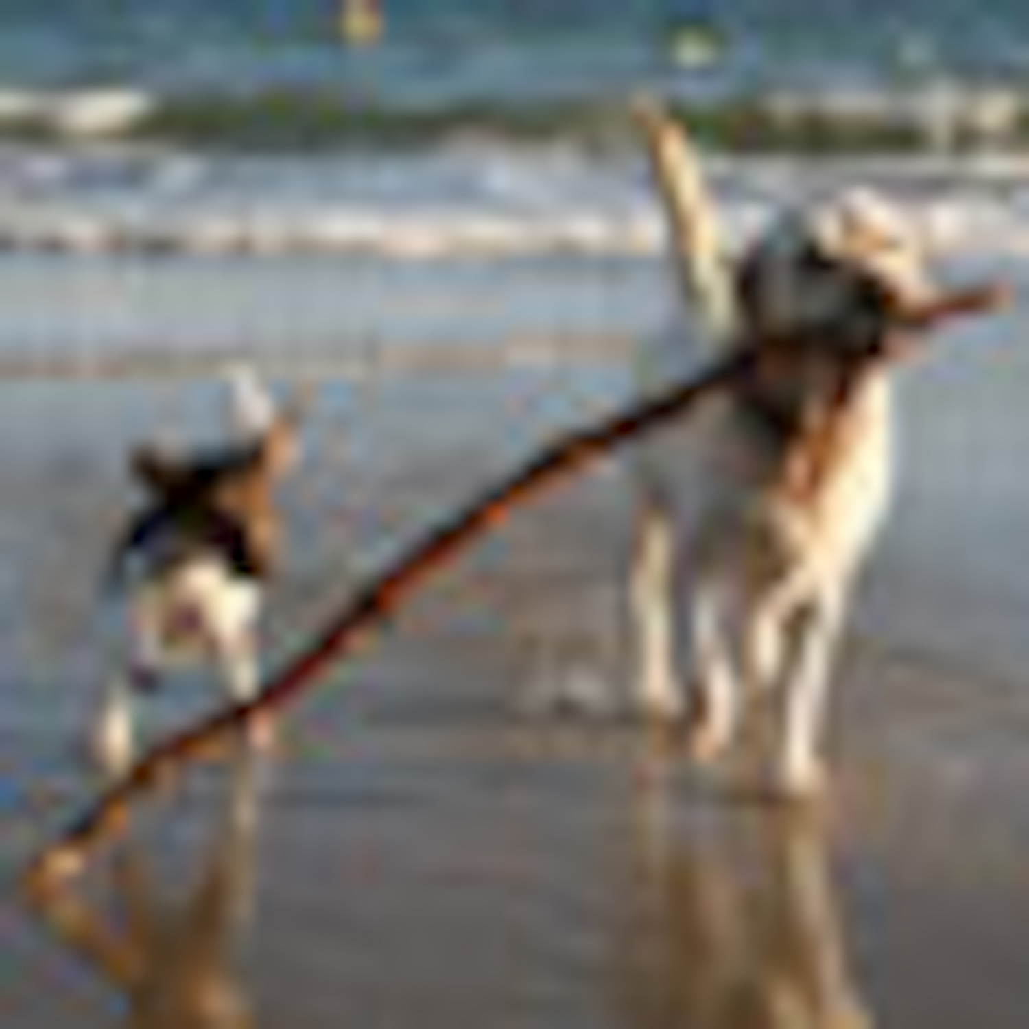 How to teach your dog to fetch Canadian Living