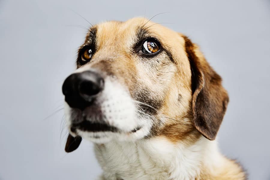 How to reduce your dog's anxiety Canadian Living