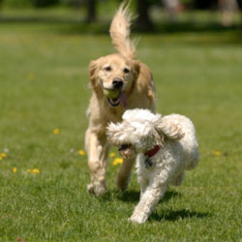 Pets Canadian Living