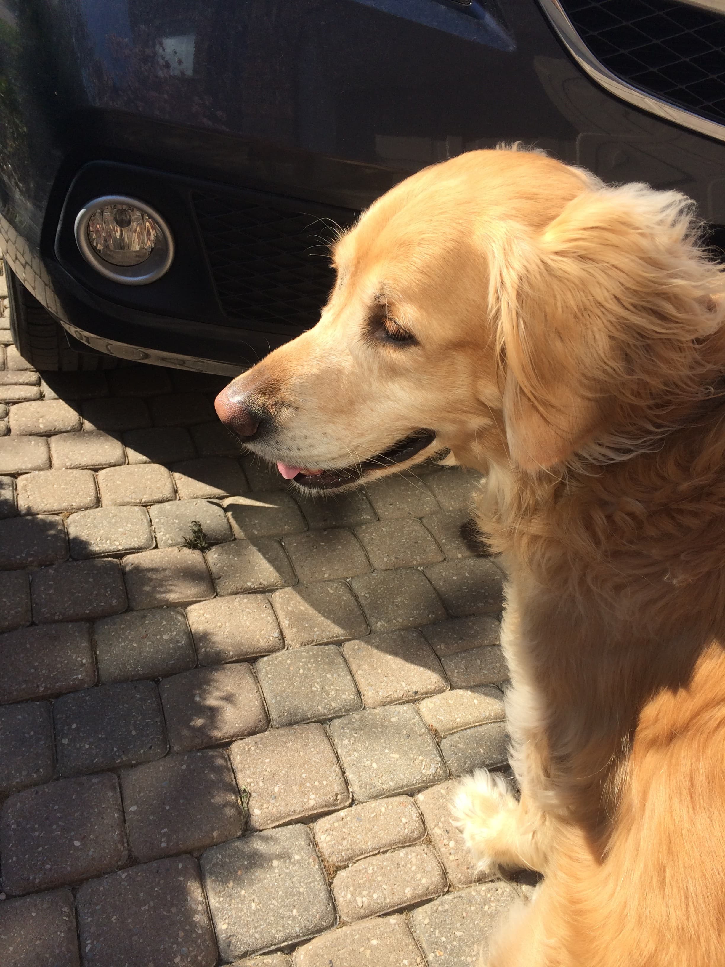 Golden retriever walking by a car 