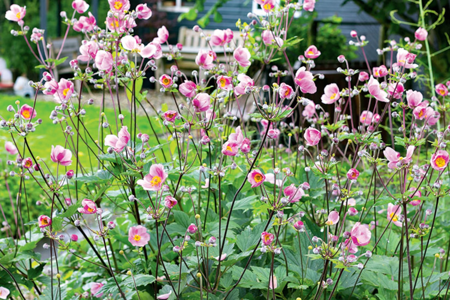 Now’s the time to plant these pretty perennials Canadian Living