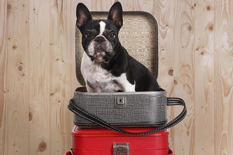 How to fly with pets Tips for taking cats and dogs on airplanes Canadian Living