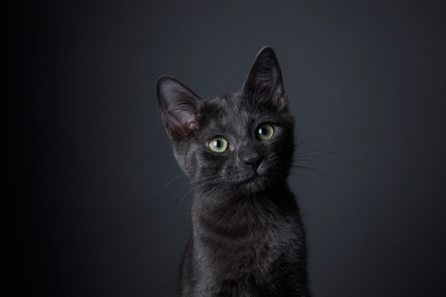 5 surprising health benefits of coconut oil for your cat Canadian Living