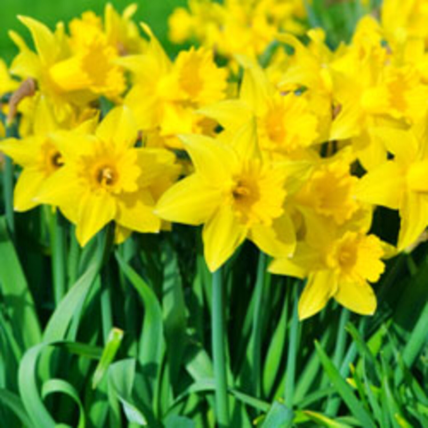 5 best spring bulbs to plant in the fall Canadian Living