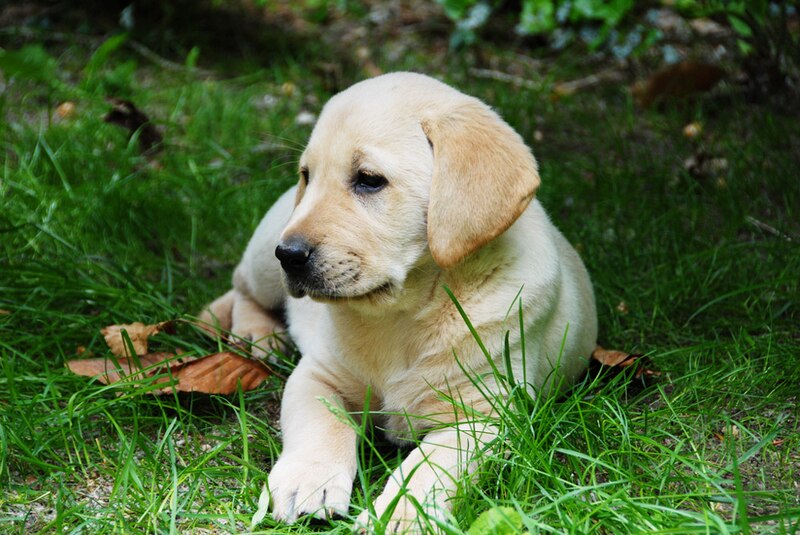 The Ultimate Guide to Pets Canadian Living